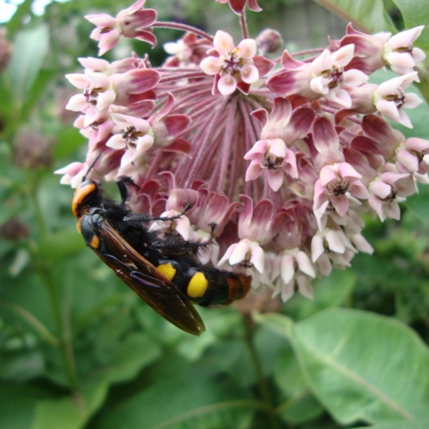 Größte Wespenart Europas wurde zuletzt 1893 nachgewiesen.
