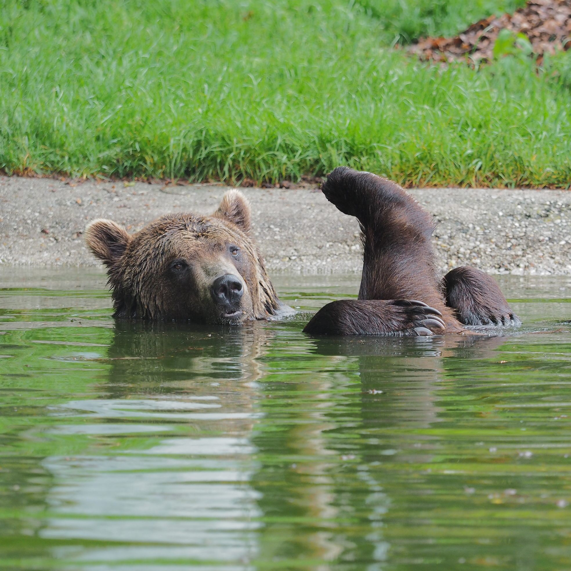"Erich" bestach im Wasser durch Anmut und Eleganz.