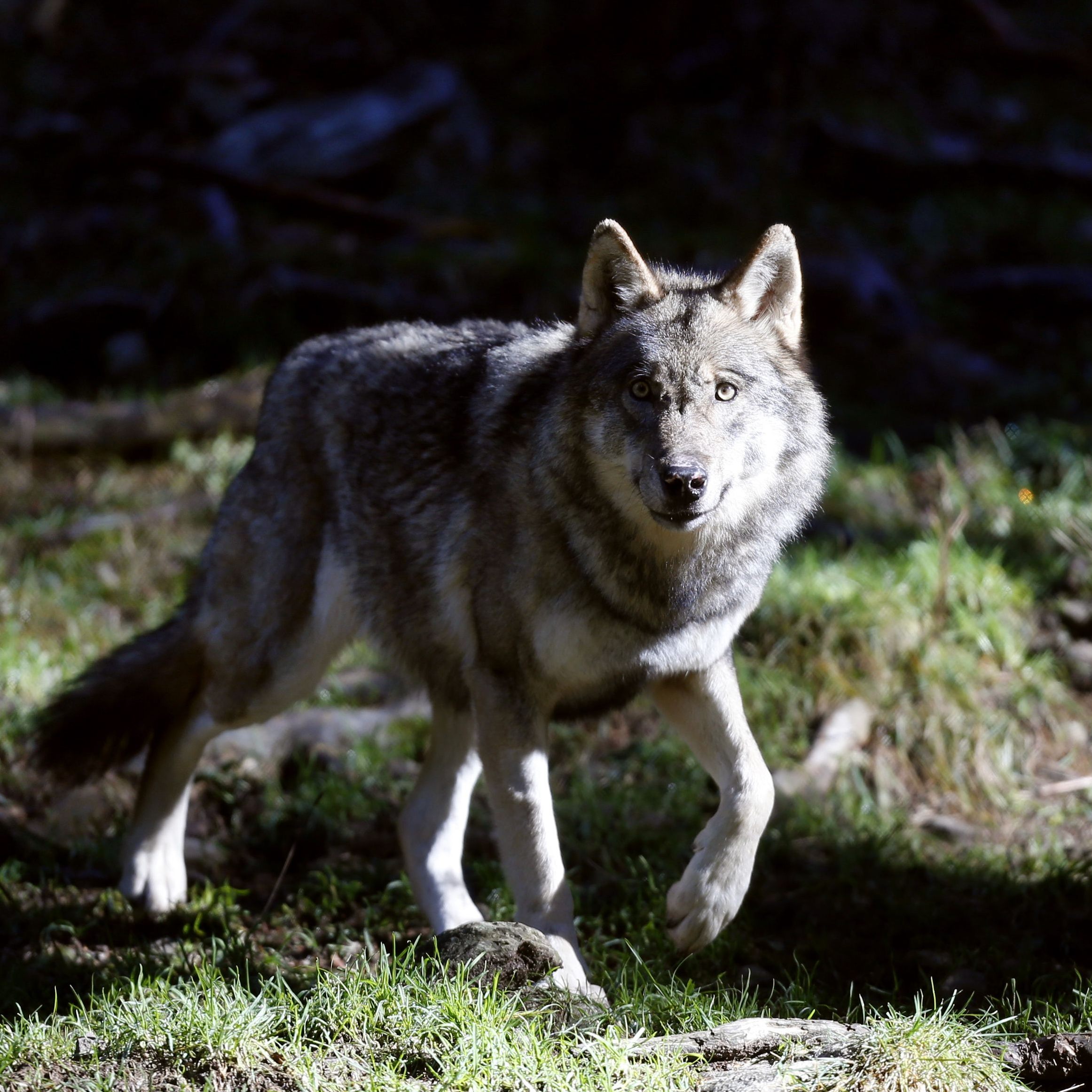 Ein in Tirol getöteter Wolf wird einer AGES-Untersuchung unterzogen.