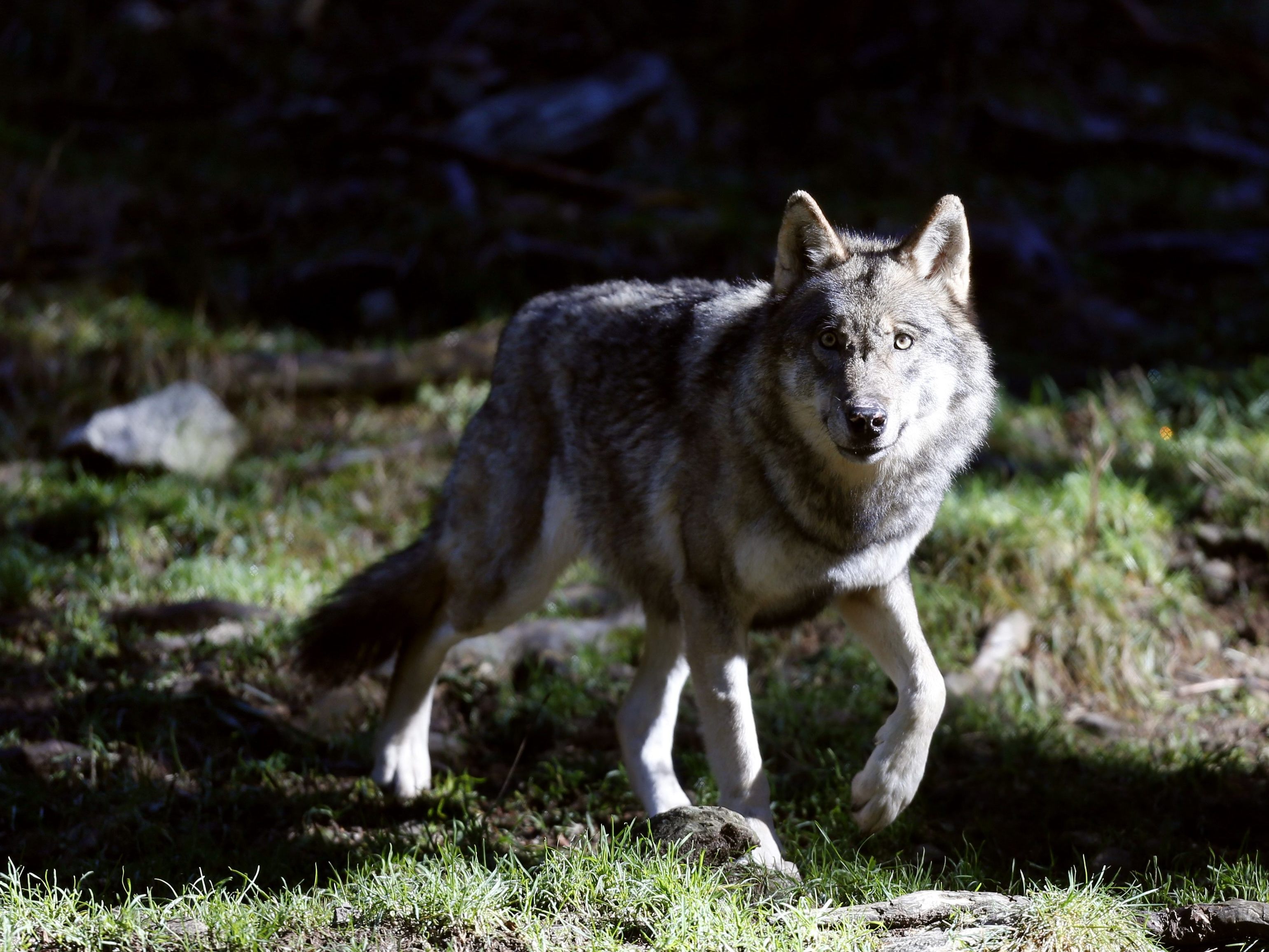 Ein in Tirol getöteter Wolf wird einer AGES-Untersuchung unterzogen. Ein in Tirol getöteter Wolf wird einer AGES-Untersuchung unterzogen.