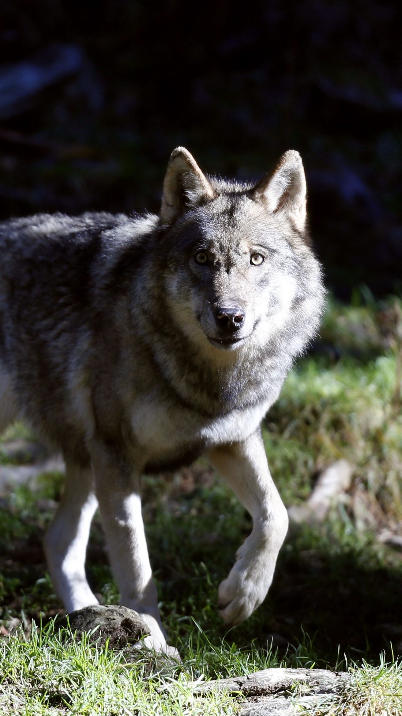 Ein in Tirol getöteter Wolf wird einer AGES-Untersuchung unterzogen.