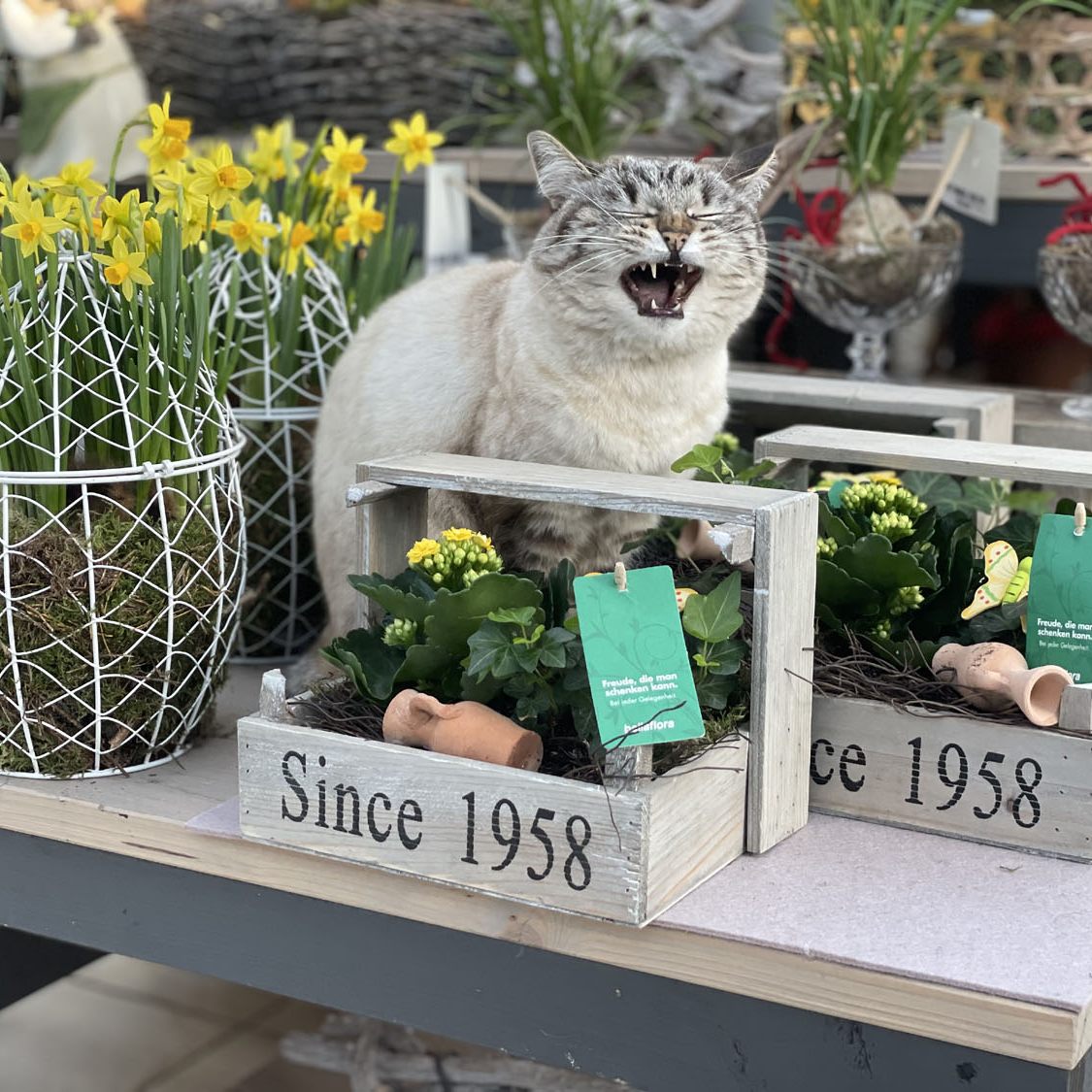 Pflanzenfreunde auf leisen Pfoten: Manche Katzen wohnen sogar im bellaflora-Gartencenter