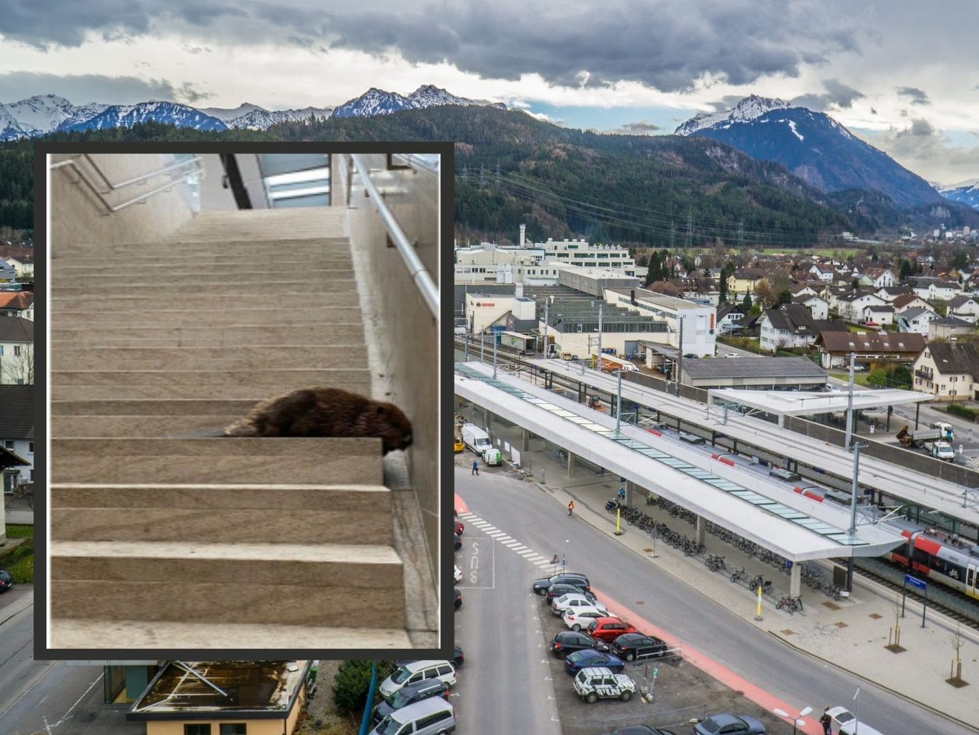 Der Biber konnte gemeinsam mit der Tierrettung gefangen werden.
