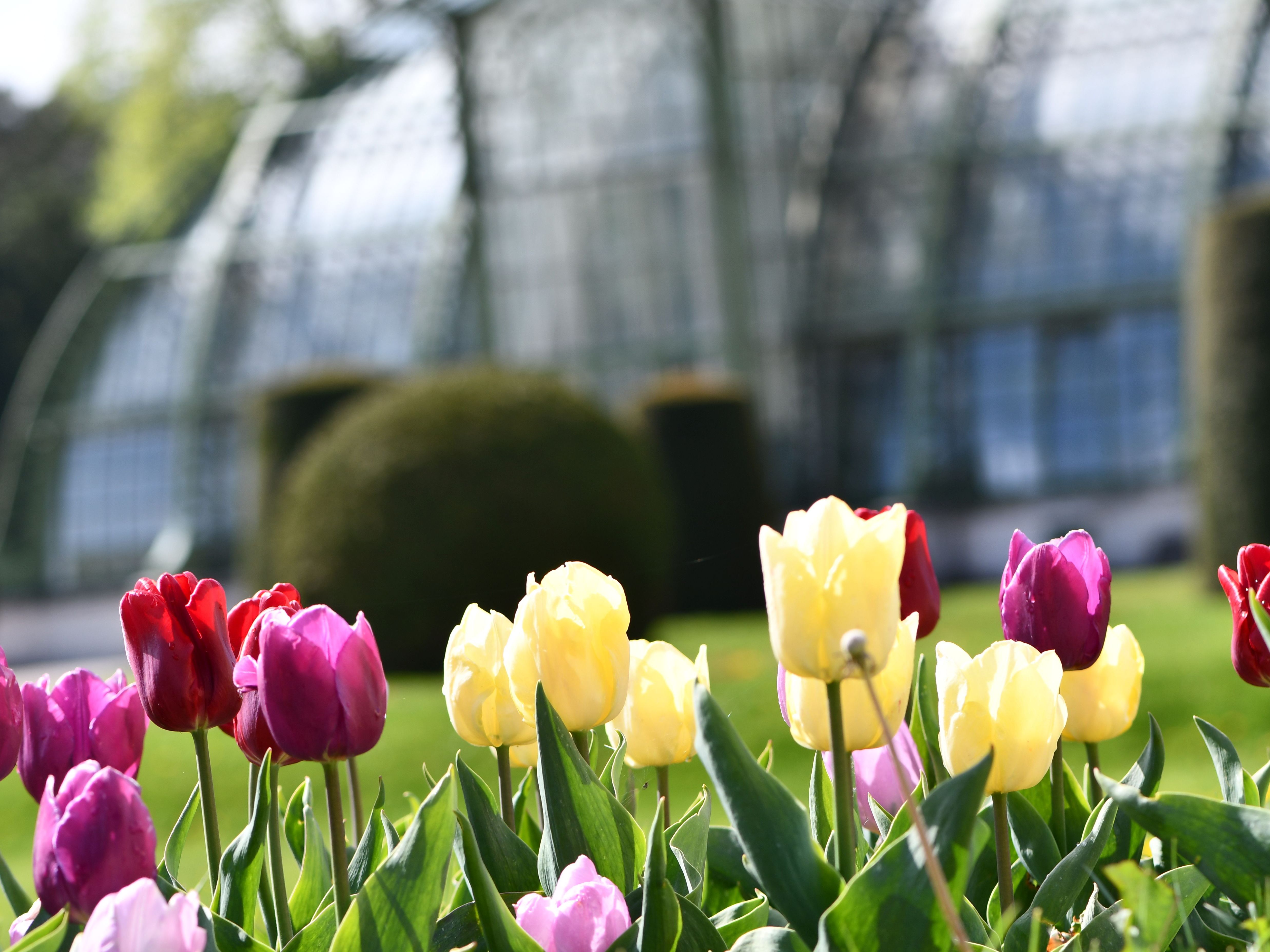 Beim Schloss Schönrunn wird wieder zur großen Blumenzwiebelaktion geladen Beim Schloss Schönrunn wird wieder zur großen Blumenzwiebelaktion geladen