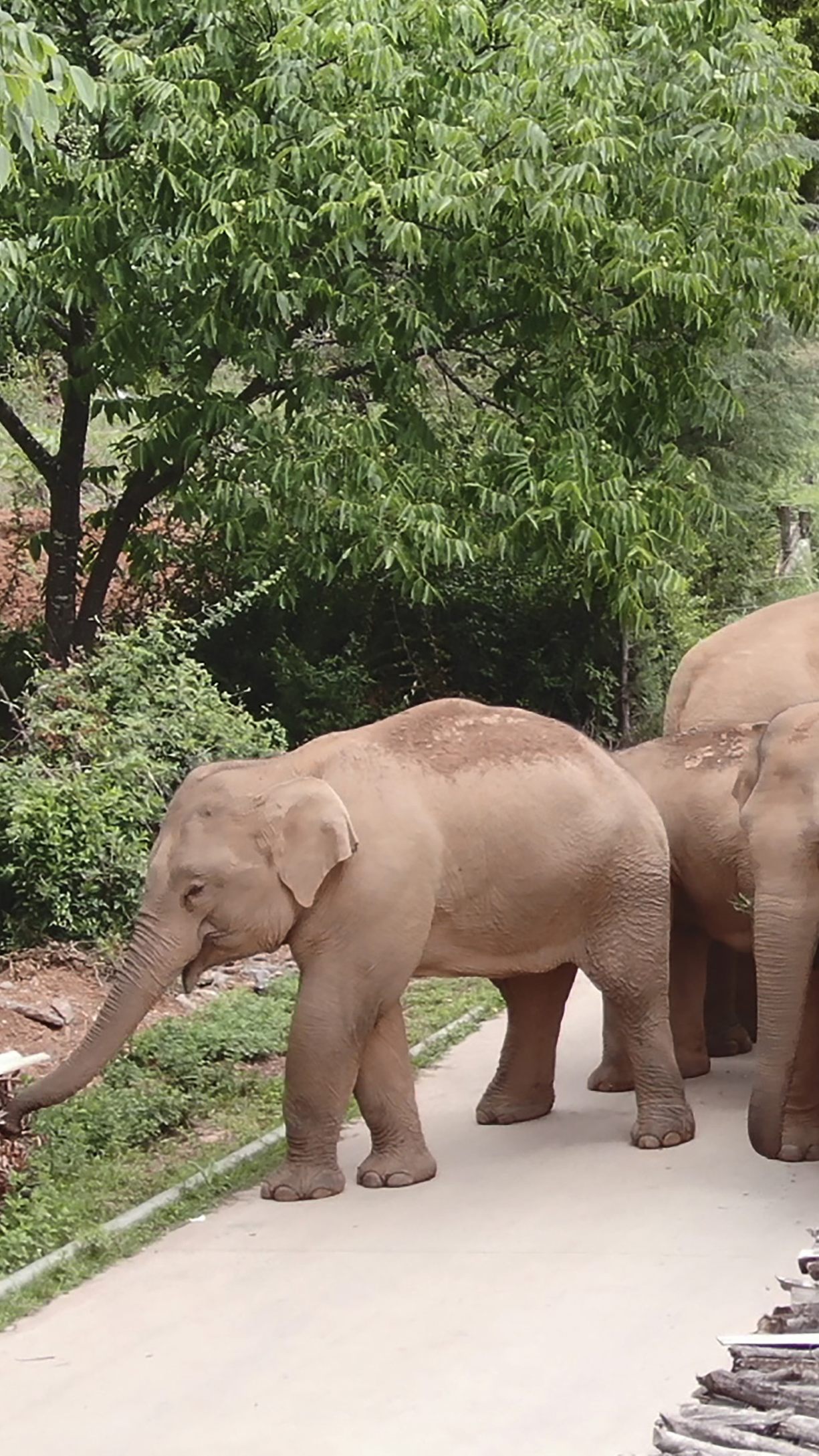 Herde von Elefanten in China hat vor einem Jahr ihr Reservat verlassen.