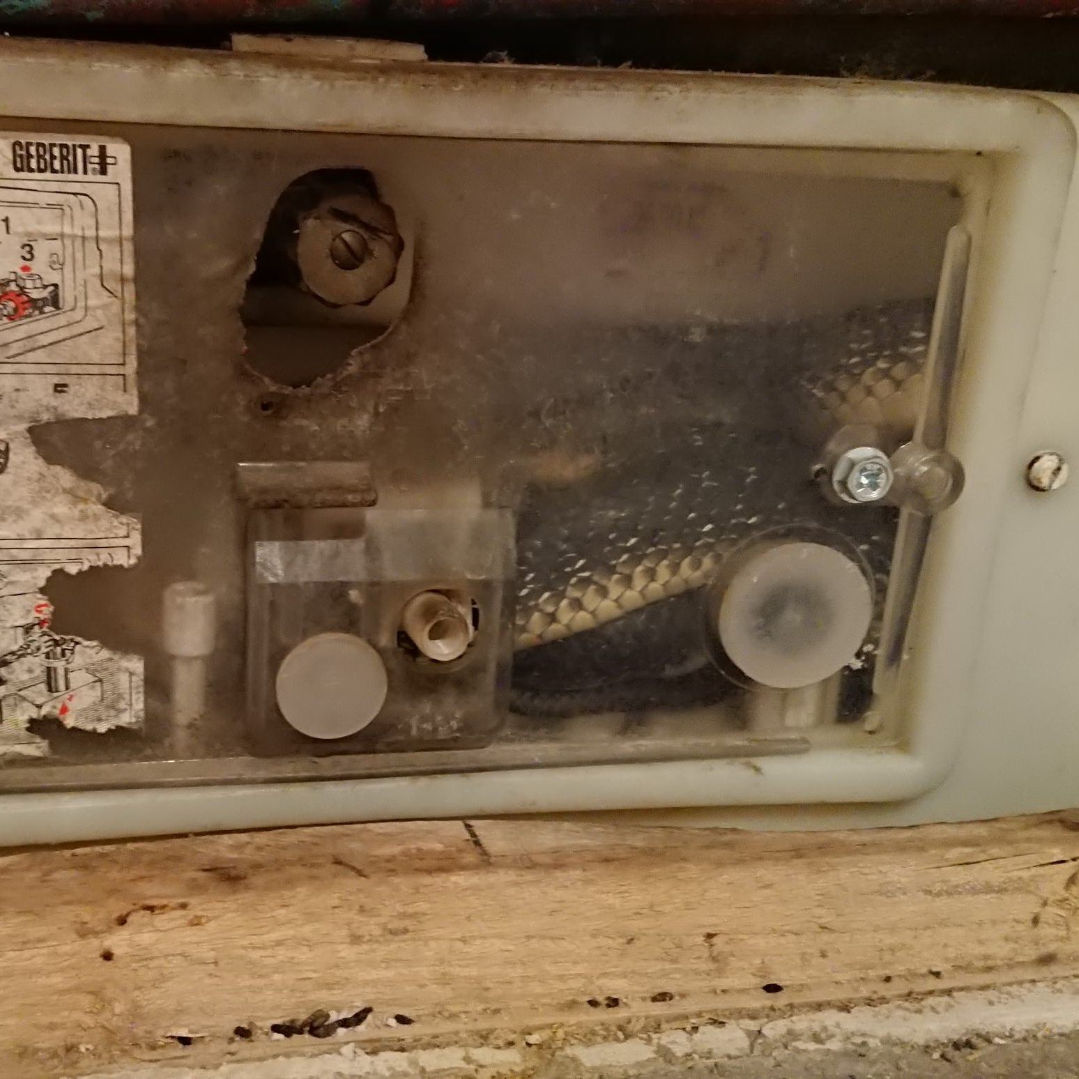 Die Schlange suchte sich ein sehr ungewöhnliches Versteck aus.