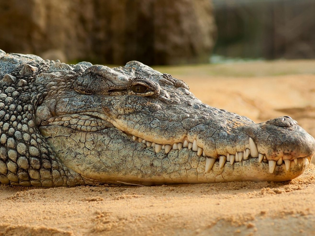 Der Alligator konnte schnell wieder eingefangen werden. Der Alligator konnte schnell wieder eingefangen werden.