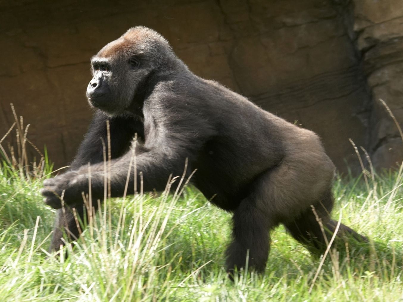 Die Gorillas suchen sich schnell einen Unterschlupf. Die Gorillas suchen sich schnell einen Unterschlupf.