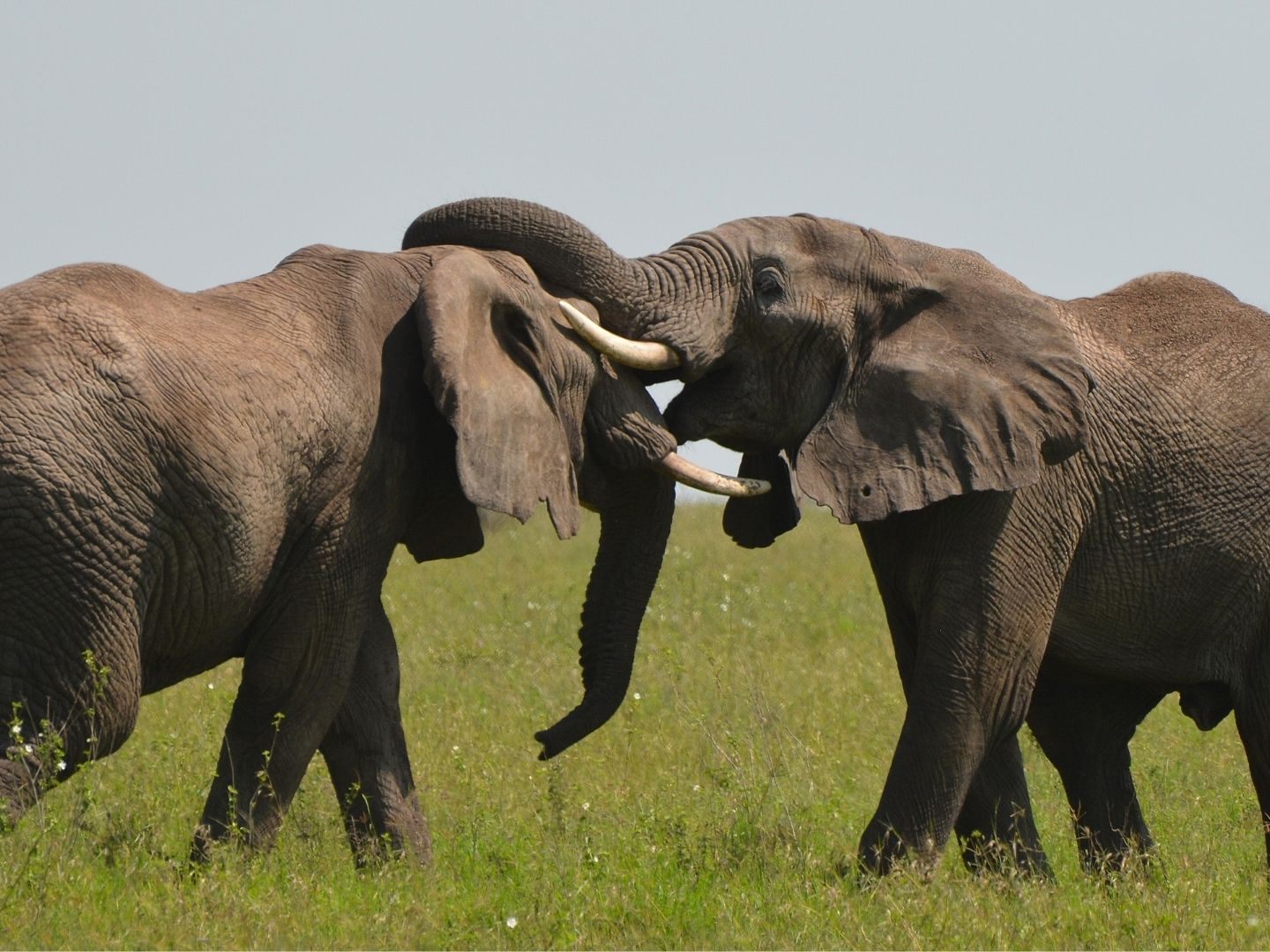 Der Elefant möchte zeigen, wer der Stärkere ist.