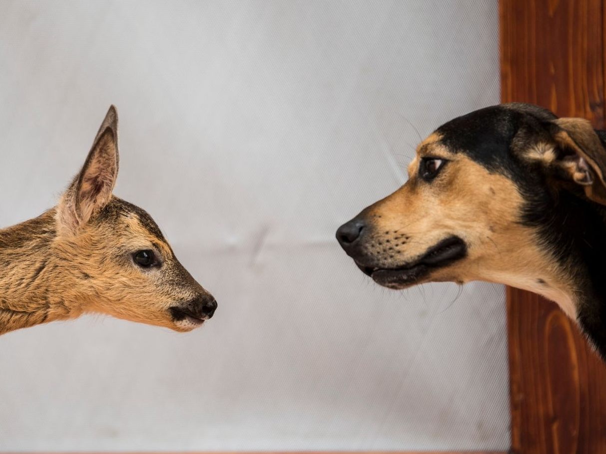 Der Hund grast mit "seiner" Familie.