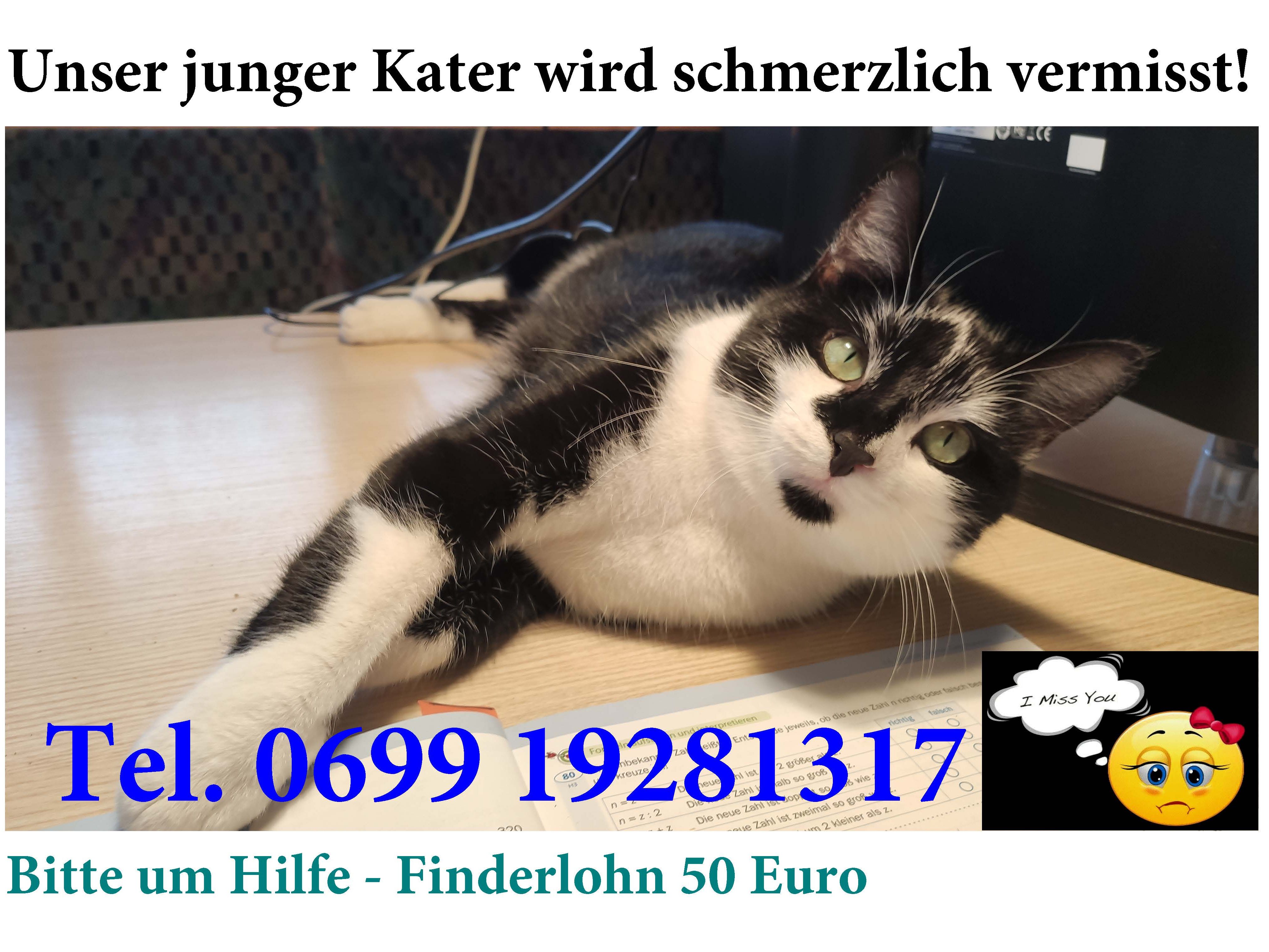 Mein Kater
