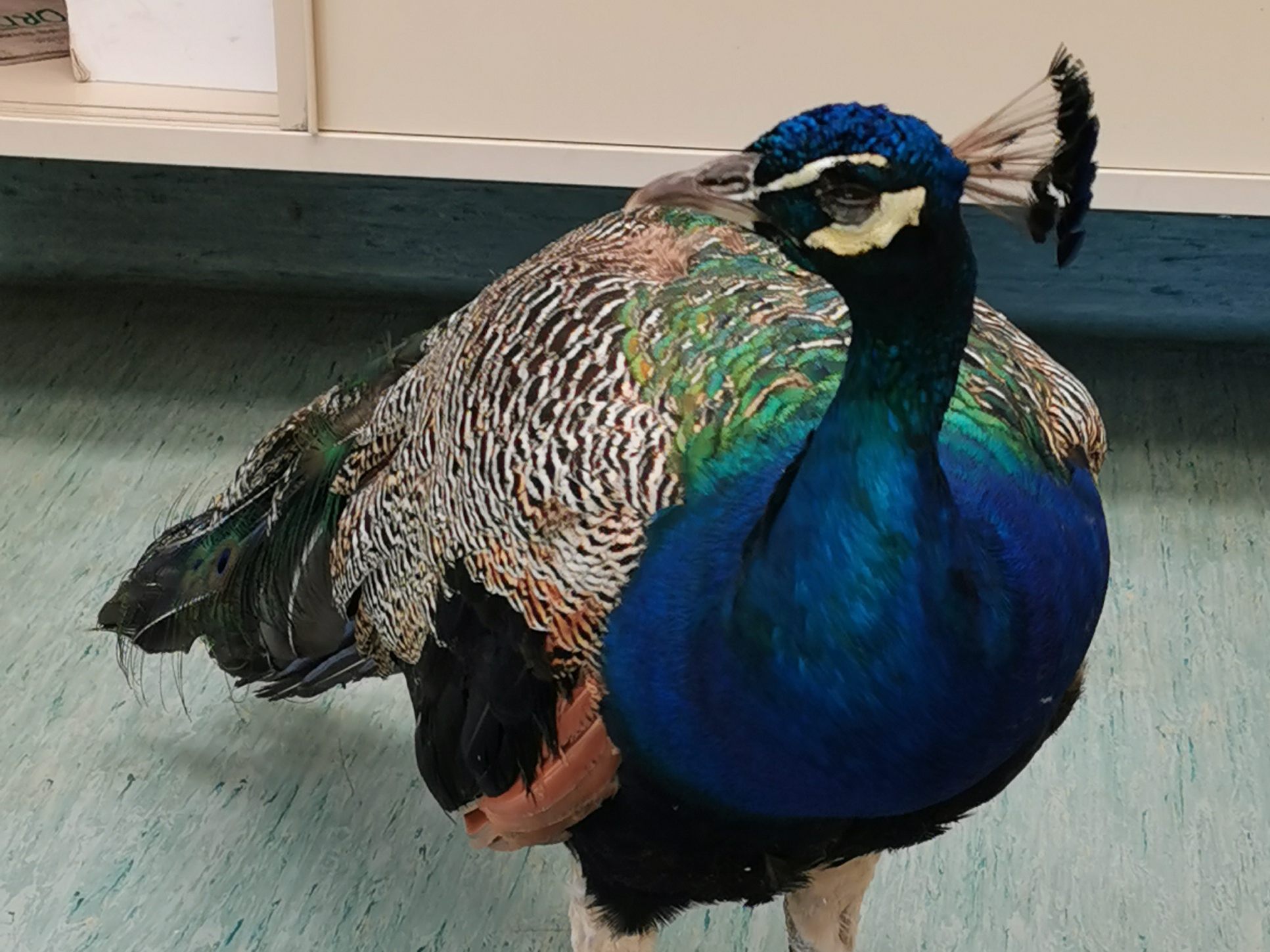 Der Pfau könnte aus einer Privathaltung ausgebüxt sein. Der Pfau könnte aus einer Privathaltung ausgebüxt sein.