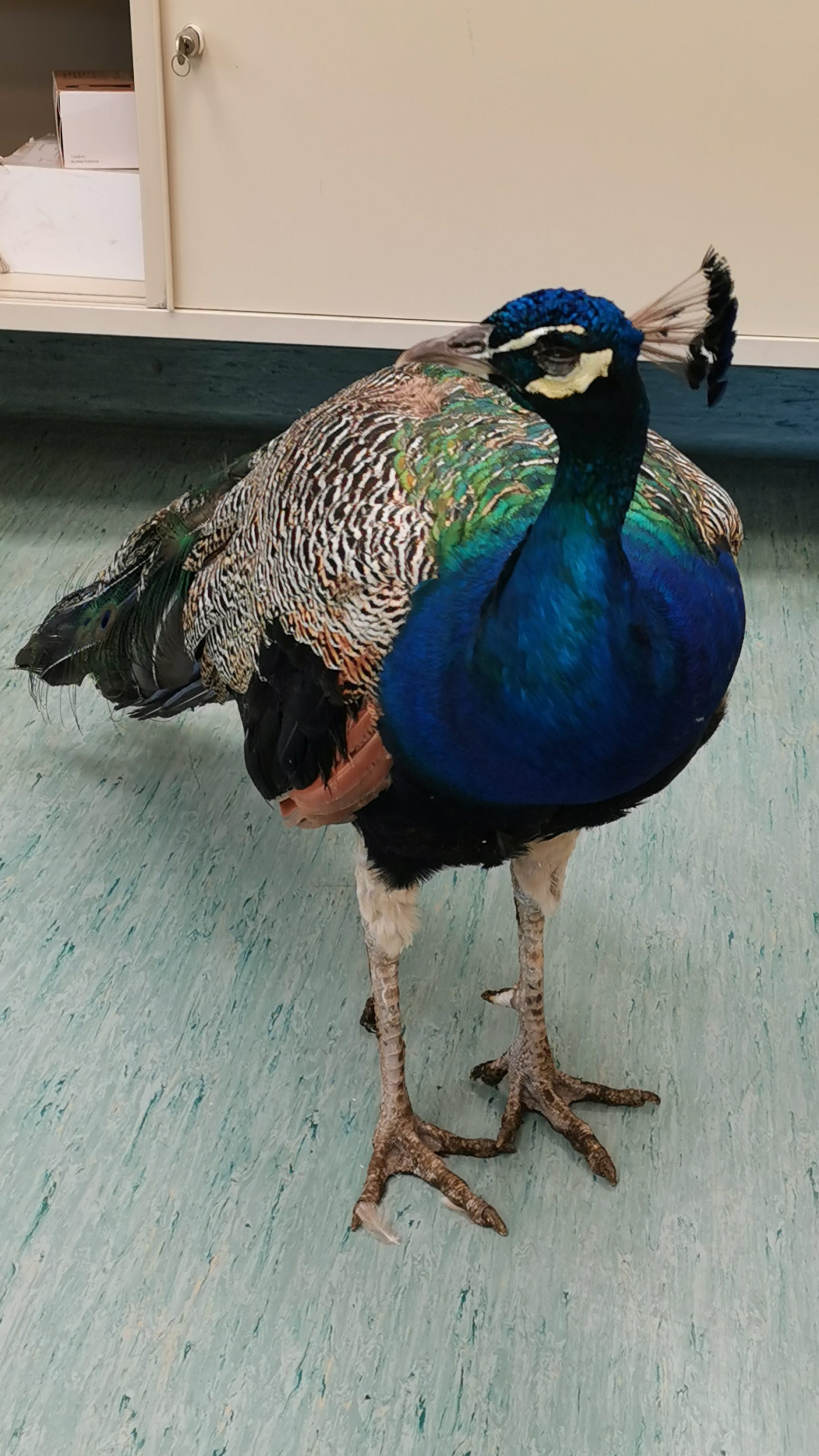 Der Pfau könnte aus einer Privathaltung ausgebüxt sein.