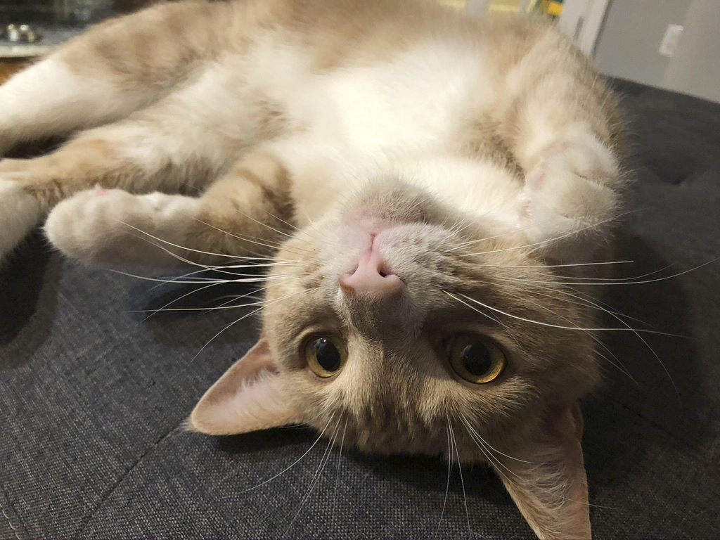 Da staunte ein Paar aus Thailand nicht schlecht, als ihre Katze plötzlich durch die Decke kam. Da staunte ein Paar aus Thailand nicht schlecht, als ihre Katze plötzlich durch die Decke kam.