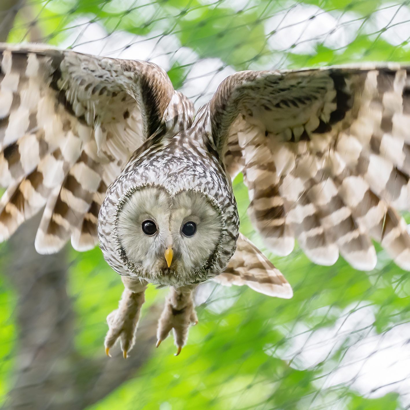 Dieser kleine Habichtskauz lebt bald wieder in Freiheit - nachdem diese Vogelart in Österreich bereits ausgerottet war, gibt es wieder 30 heimische Brutpaare