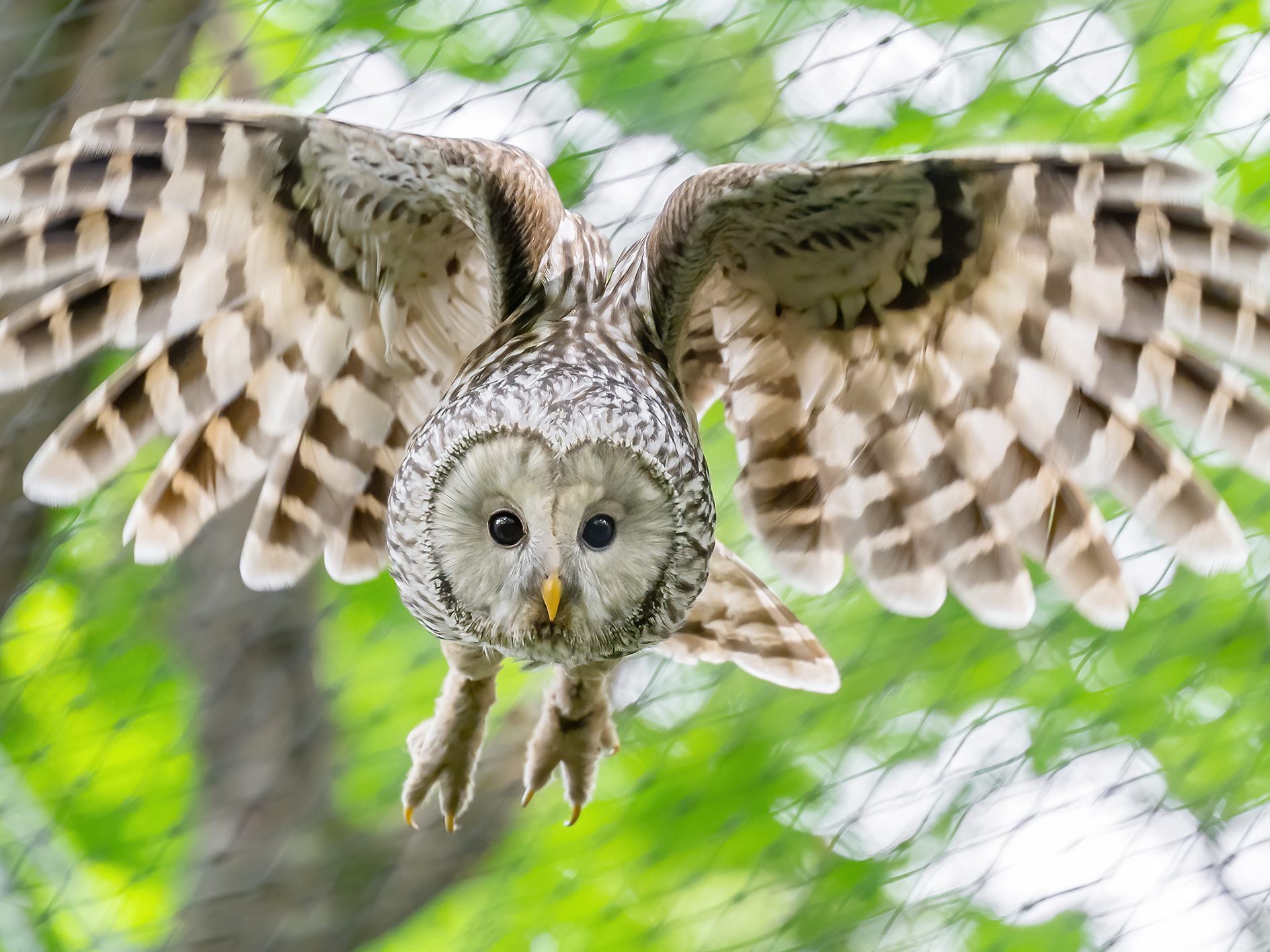 Dieser kleine Habichtskauz lebt bald wieder in Freiheit - nachdem diese Vogelart in Österreich bereits ausgerottet war, gibt es wieder 30 heimische Brutpaare Dieser kleine Habichtskauz lebt bald wieder in Freiheit - nachdem diese Vogelart in Österreich bereits ausgerottet war, gibt es wieder 30 heimische Brutpaare