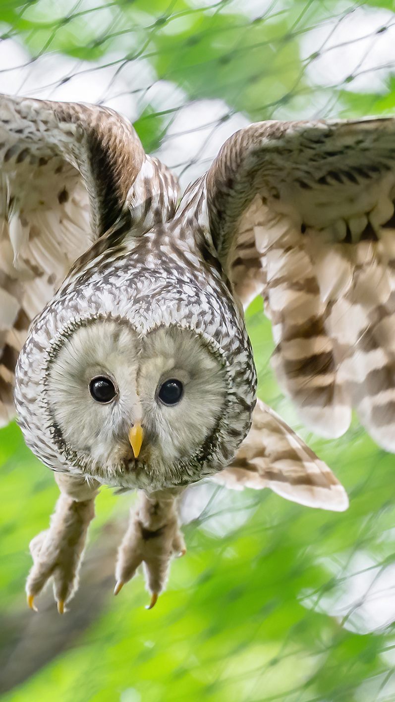 Dieser kleine Habichtskauz lebt bald wieder in Freiheit - nachdem diese Vogelart in Österreich bereits ausgerottet war, gibt es wieder 30 heimische Brutpaare