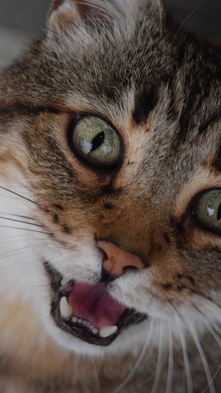 Zwei Katzen konnten beim Feuerwehr-Einsatz in Amstetten gerettet werden