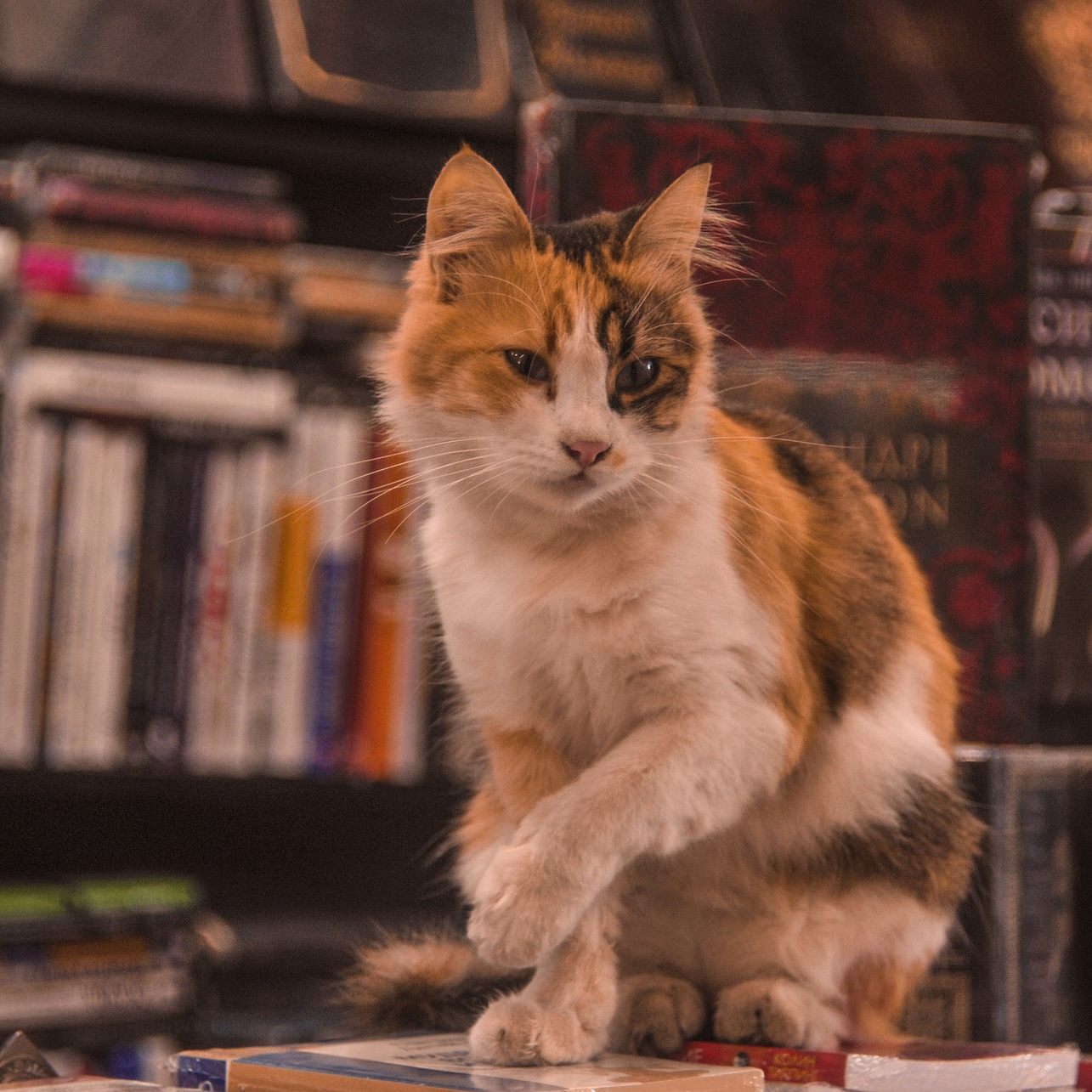 Wie schlau ist Ihre Katze? Bestimmte Anhaltspunkte verraten es