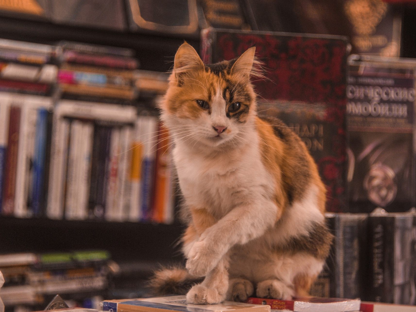 Wie schlau ist Ihre Katze? Bestimmte Anhaltspunkte verraten es Wie schlau ist Ihre Katze? Bestimmte Anhaltspunkte verraten es