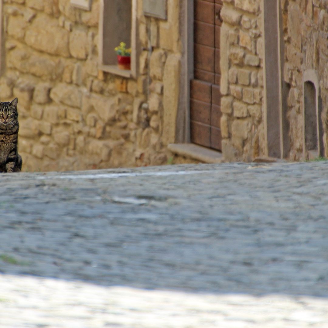 Katzen und Hunde sollte man nicht füttern - egal, wie gut es gemeint ist