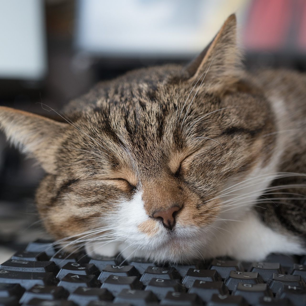 Es gibt einen Grund, warum Katzen gerne auf Tastaturen liegen.