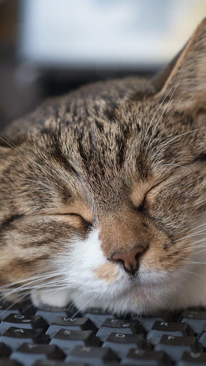 Es gibt einen Grund, warum Katzen gerne auf Tastaturen liegen.
