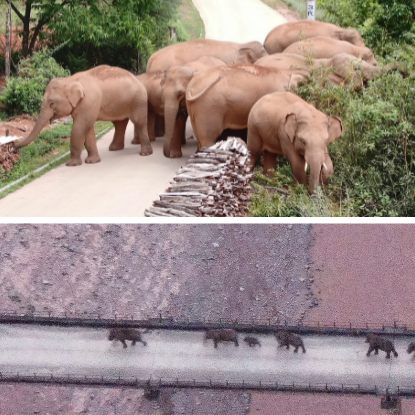 Herde von Elefanten in China hat vor einem Jahr ihr Reservat verlassen.