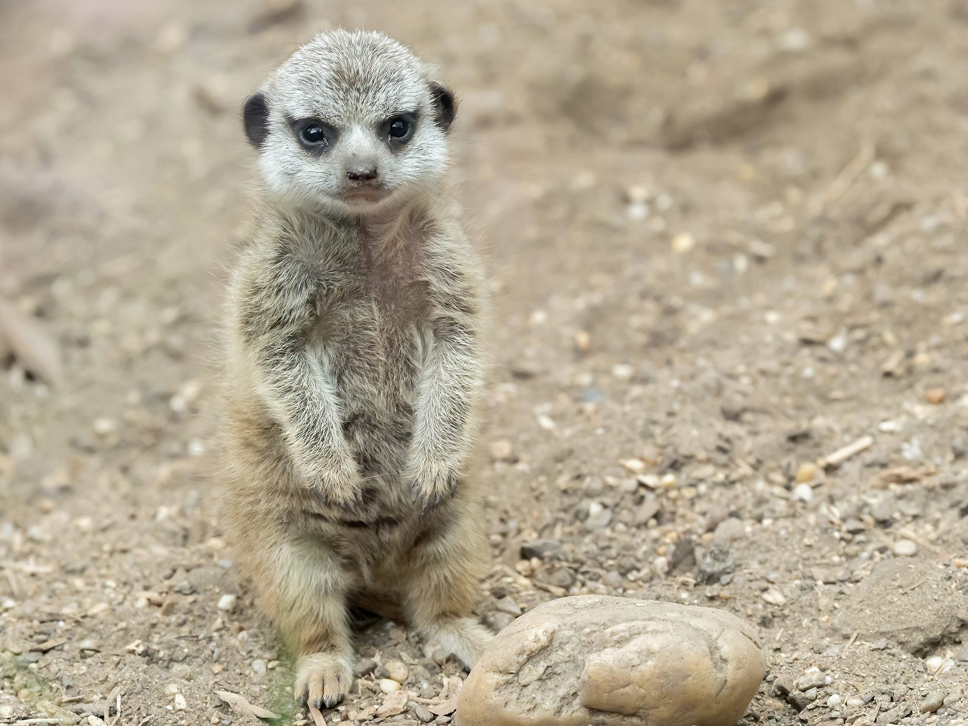 Das kleine Erdmännchen erkundet bereits neugierig sein Gehege Das kleine Erdmännchen erkundet bereits neugierig sein Gehege