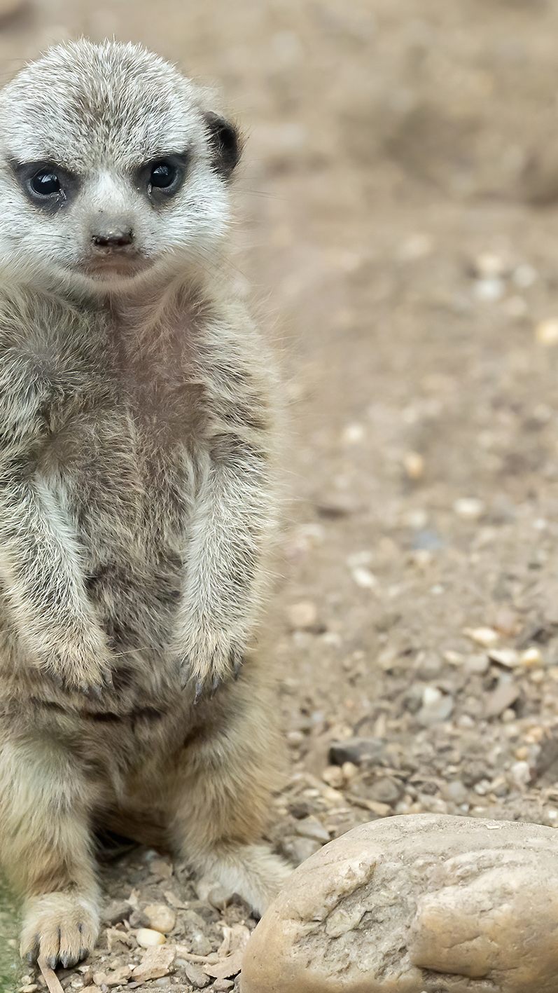 Das kleine Erdmännchen erkundet bereits neugierig sein Gehege