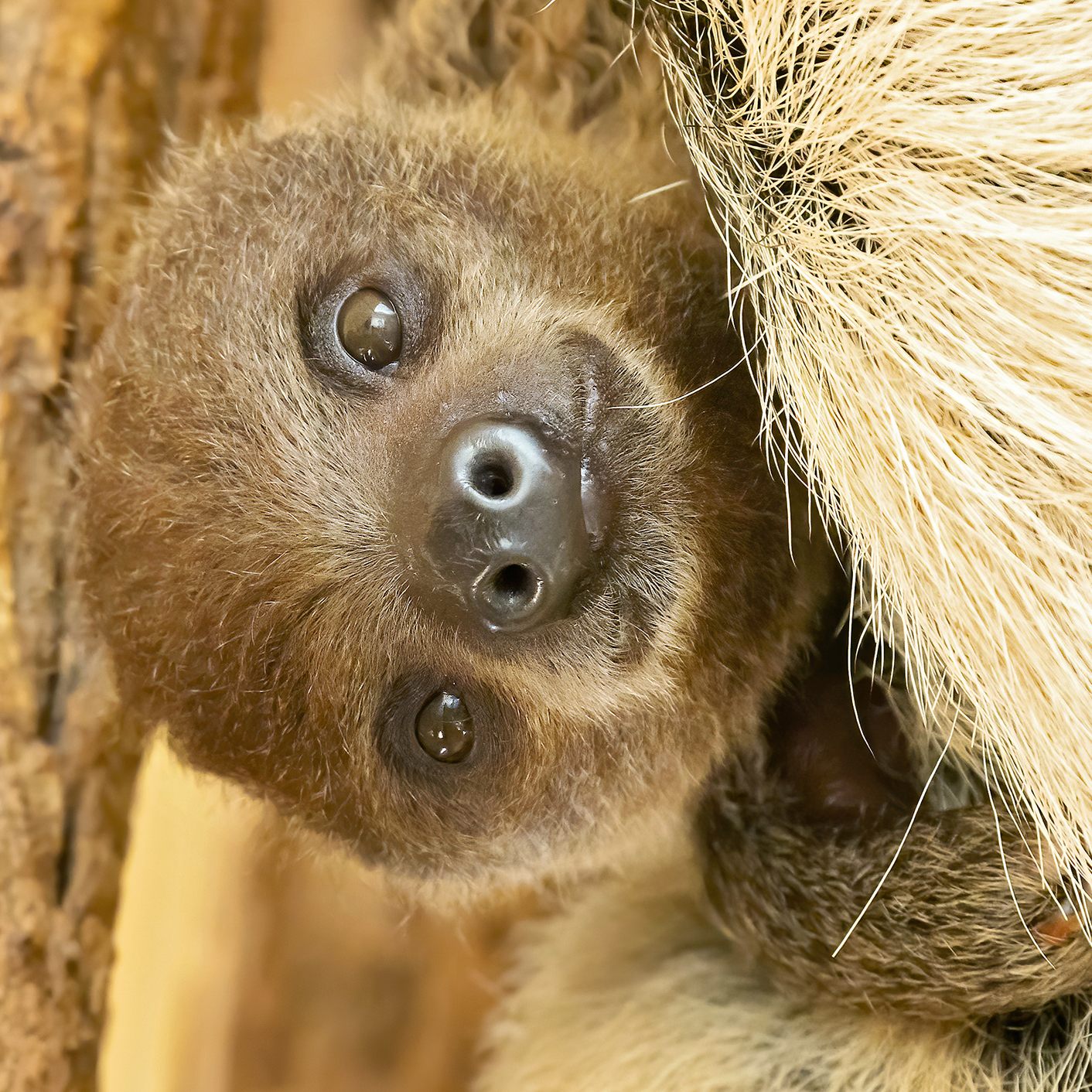 Das Faultier-Baby von Schönbrunn.