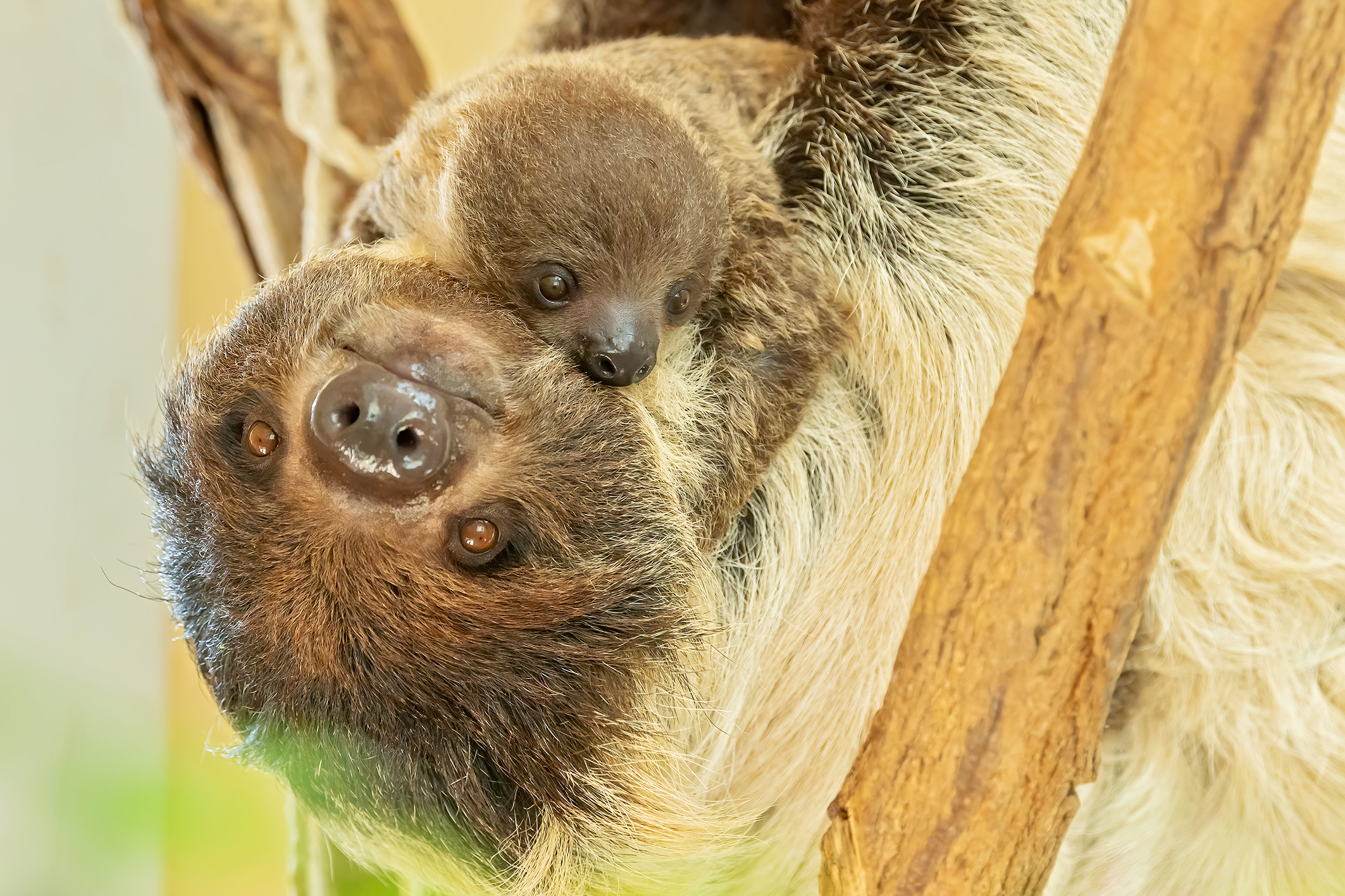 Das Faultier-Baby mit seiner Mama Alberta. Das Faultier-Baby mit seiner Mama Alberta.