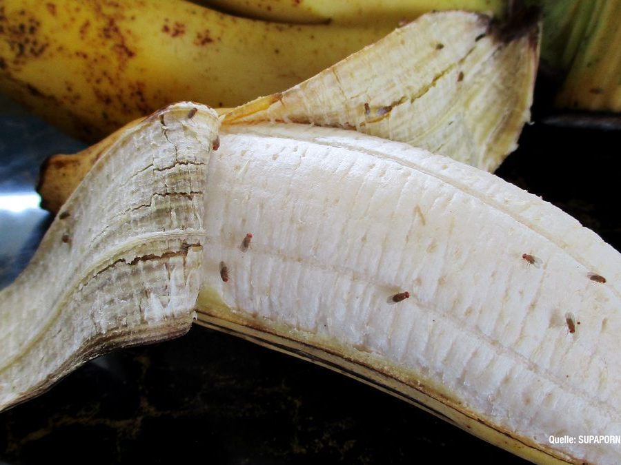 Fruchtfliegen können besonders im Sommer zum Problem werden.