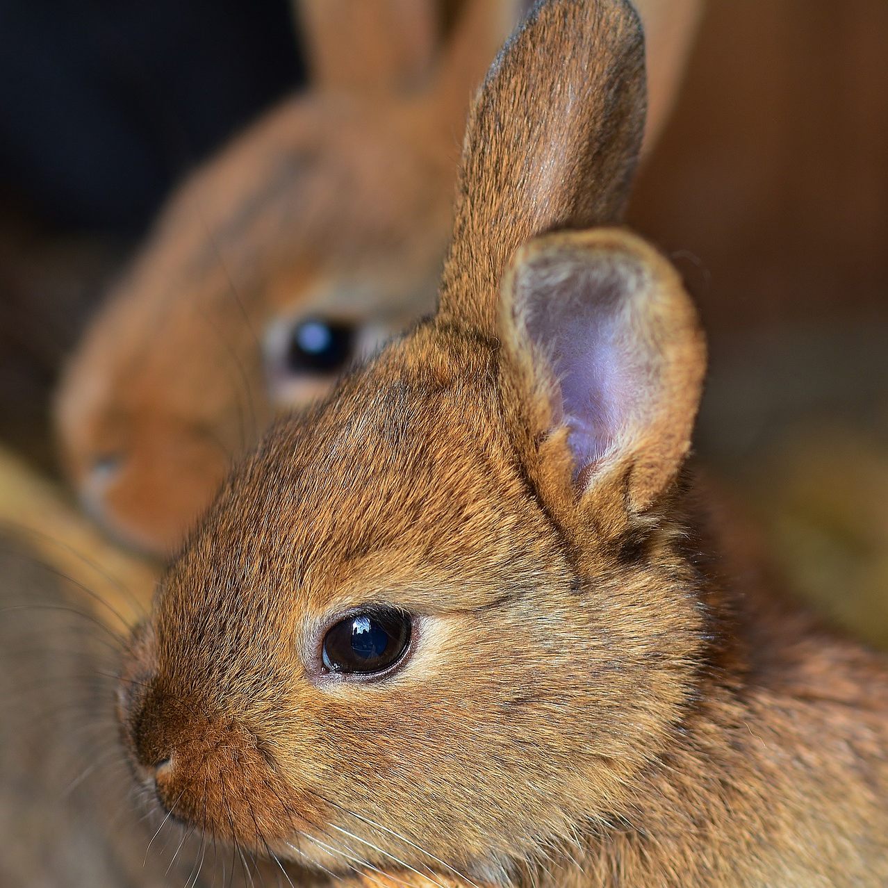Die Kaninchenfamilie ist wohlauf.