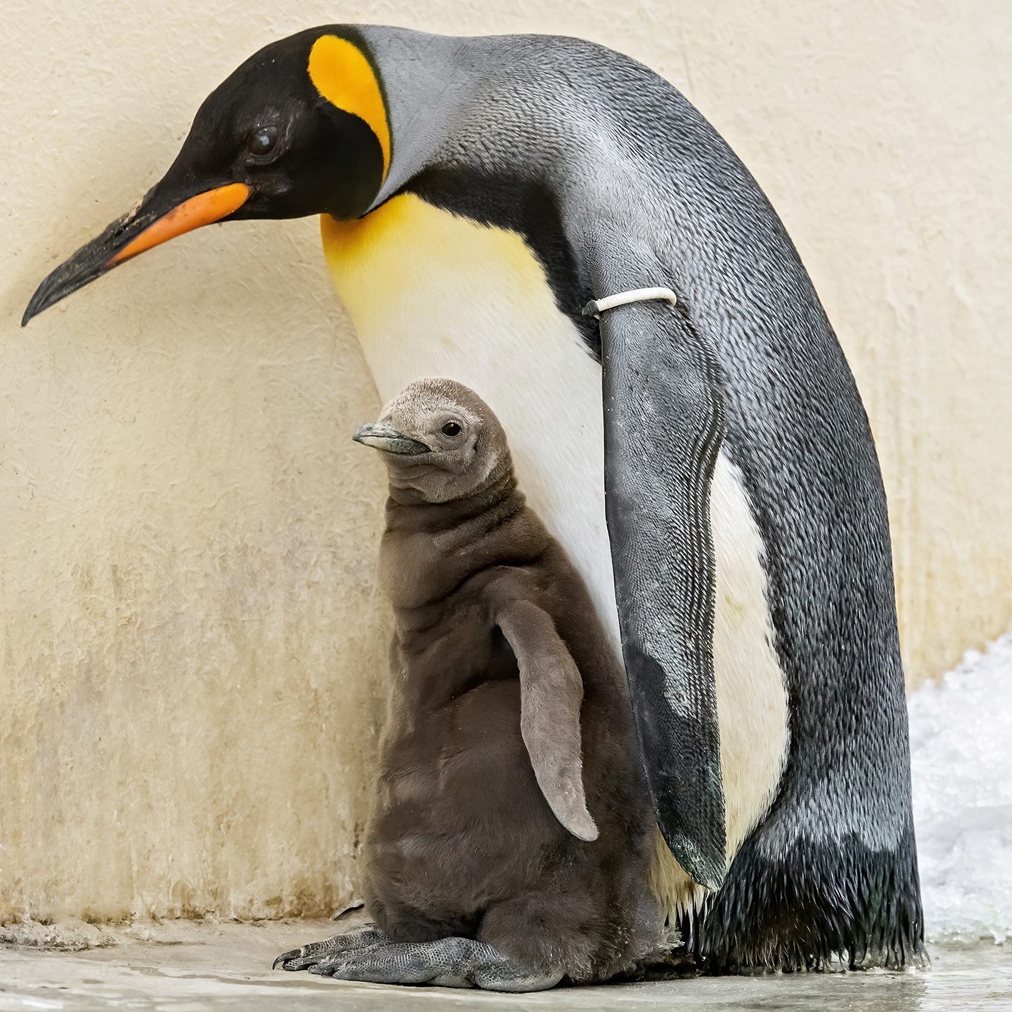 Die Königspinguine gelten als bedrohte Art - im Tiergarten Schönbrunn ist ein Pinguin-Baby zu bewundern