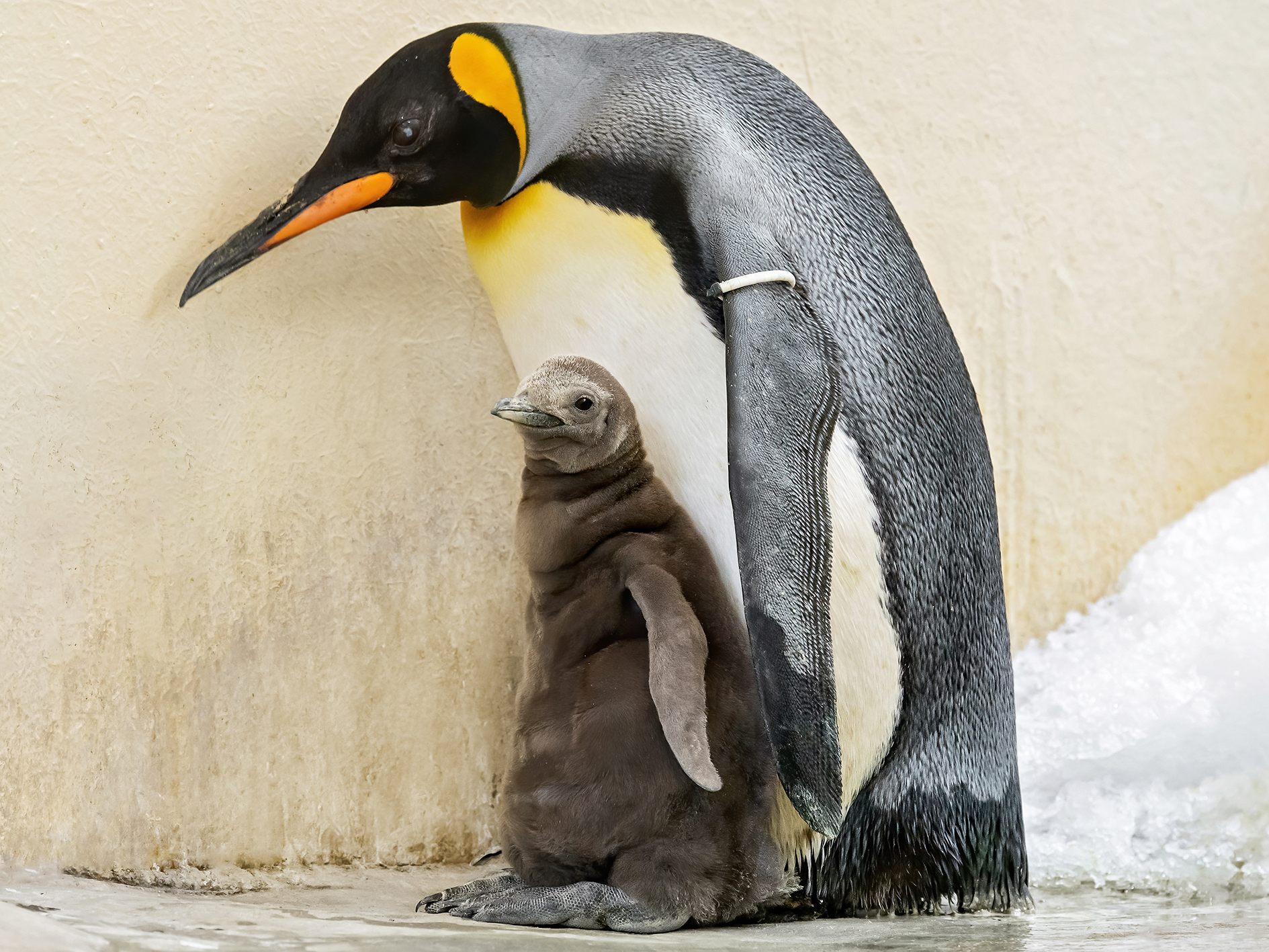 Die Königspinguine gelten als bedrohte Art - im Tiergarten Schönbrunn ist ein Pinguin-Baby zu bewundern