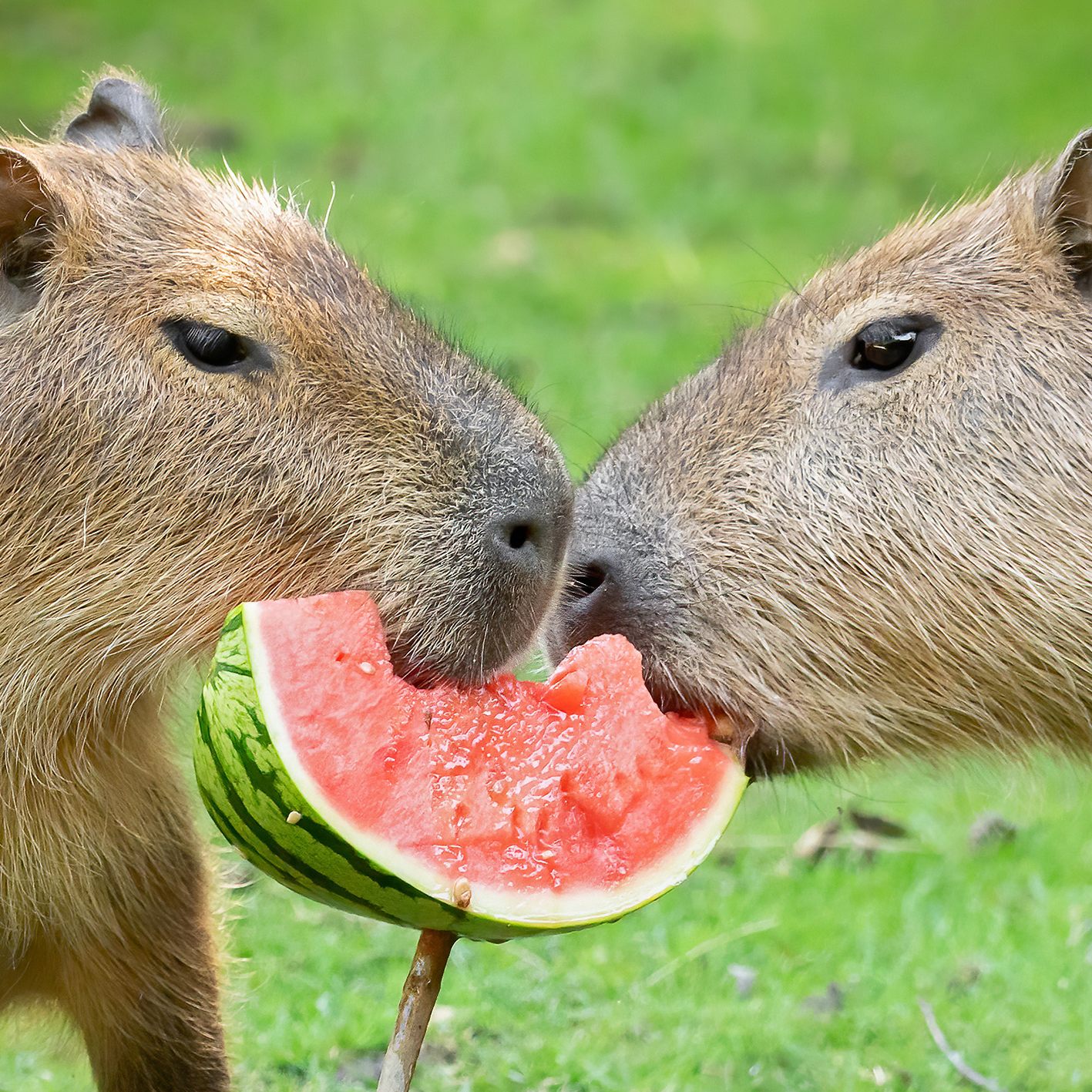 Die Wasserschweine im Tiergarten Schönbrunn genießen das saftige Obst am Welttag der Wassermelone