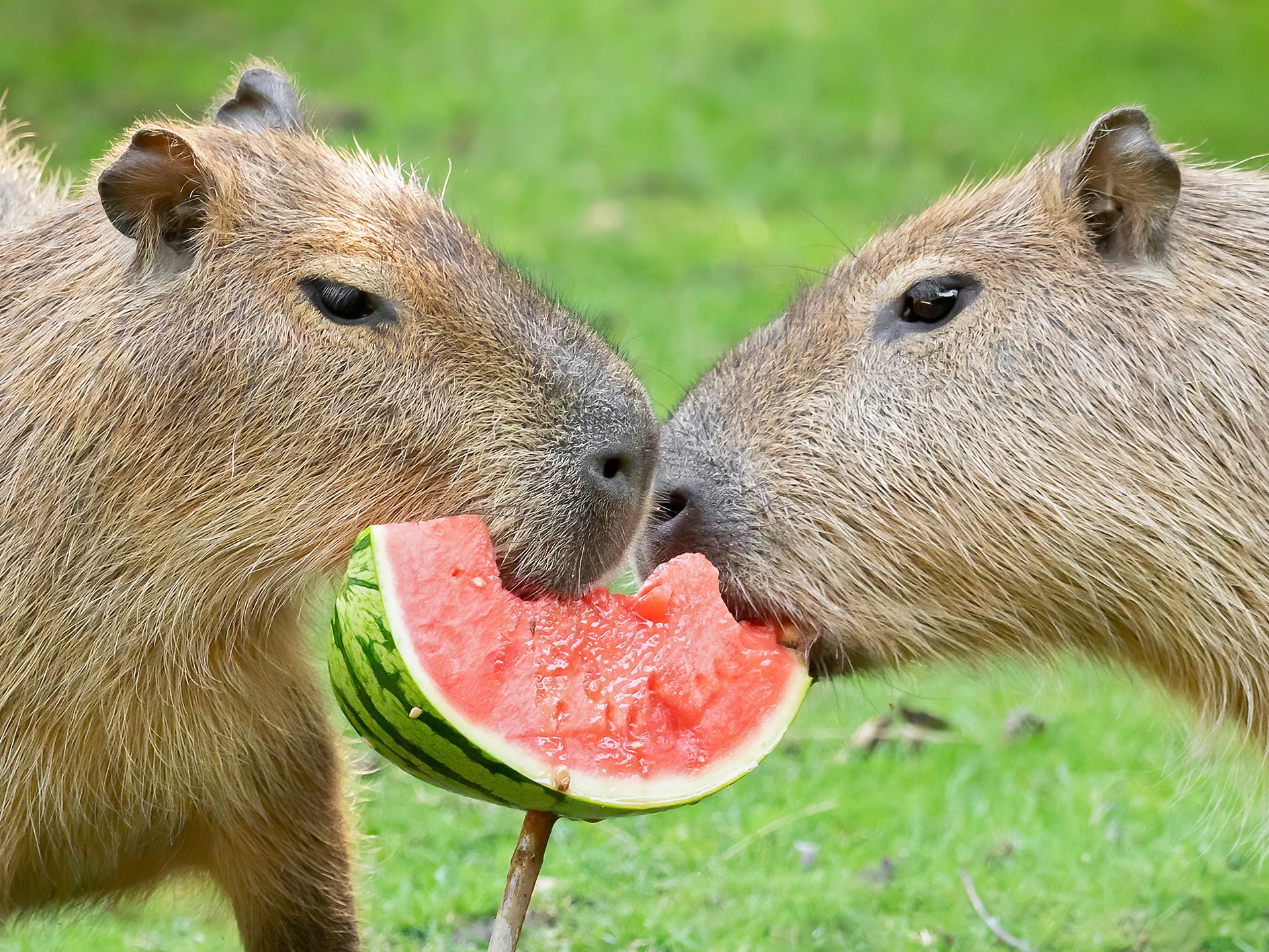 Die Wasserschweine im Tiergarten Schönbrunn genießen das saftige Obst am Welttag der Wassermelone Die Wasserschweine im Tiergarten Schönbrunn genießen das saftige Obst am Welttag der Wassermelone