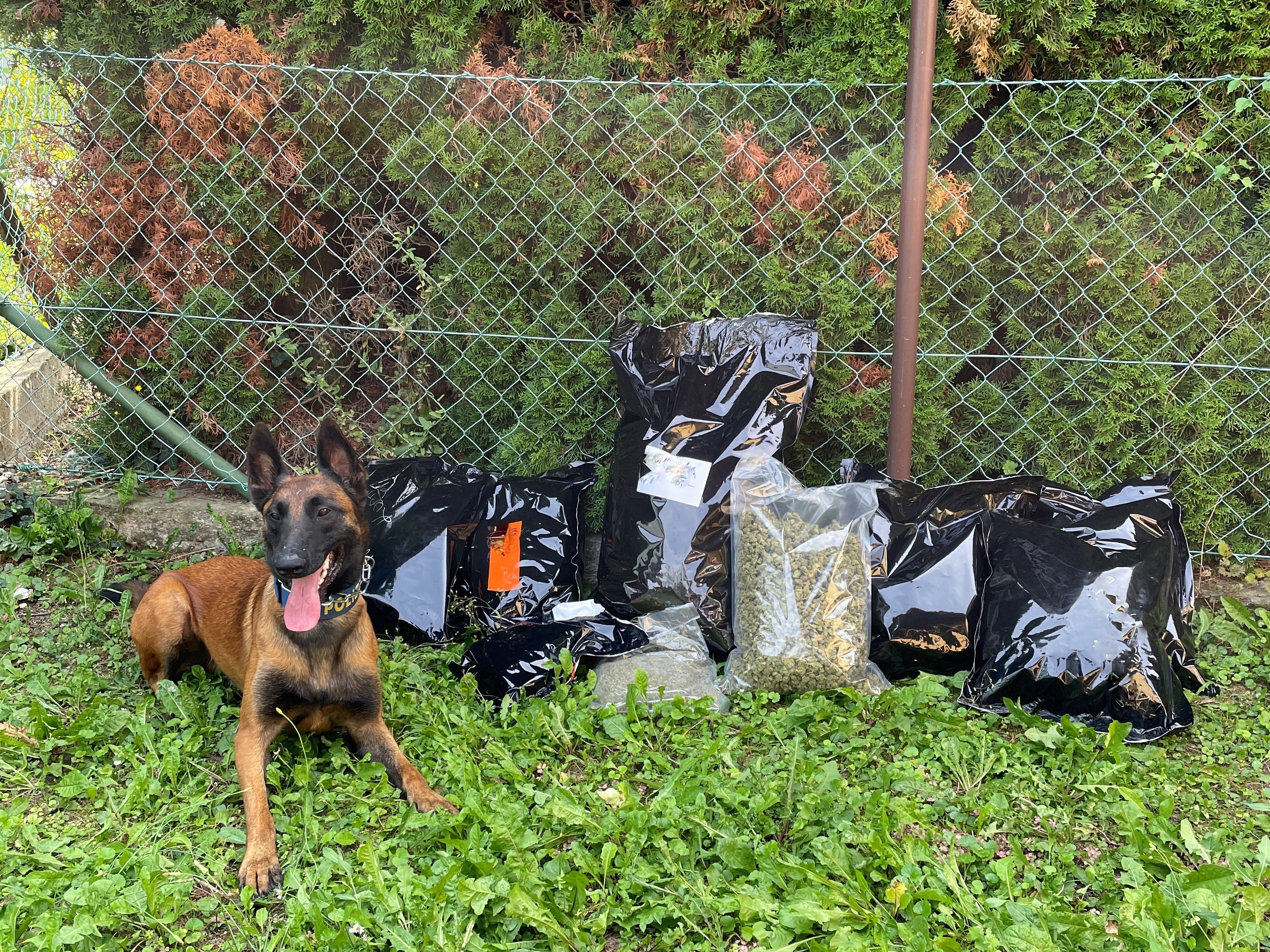 Der Wiener Polizeihund erschnüffelte das Marihuana in einem Wohnhaus in Wien-Donaustadt. Der Wiener Polizeihund erschnüffelte das Marihuana in einem Wohnhaus in Wien-Donaustadt.