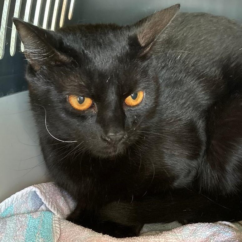 Kater Thor wurde vor den Toren des Tierschutzhauses Vösendorf einfach ausgesetzt