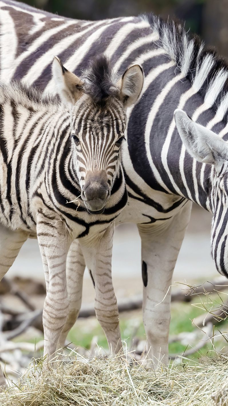 Unter anderem ist Zebra-Baby Sylvia im Kalender enthalten
