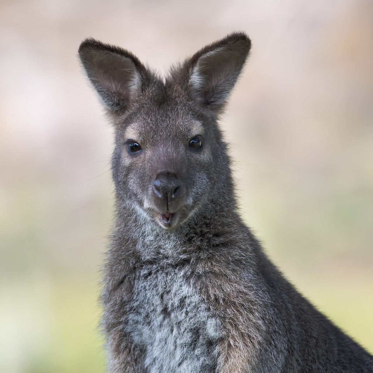 Das kleine Känguru dürfte über einen Zaun gehüpft sein.