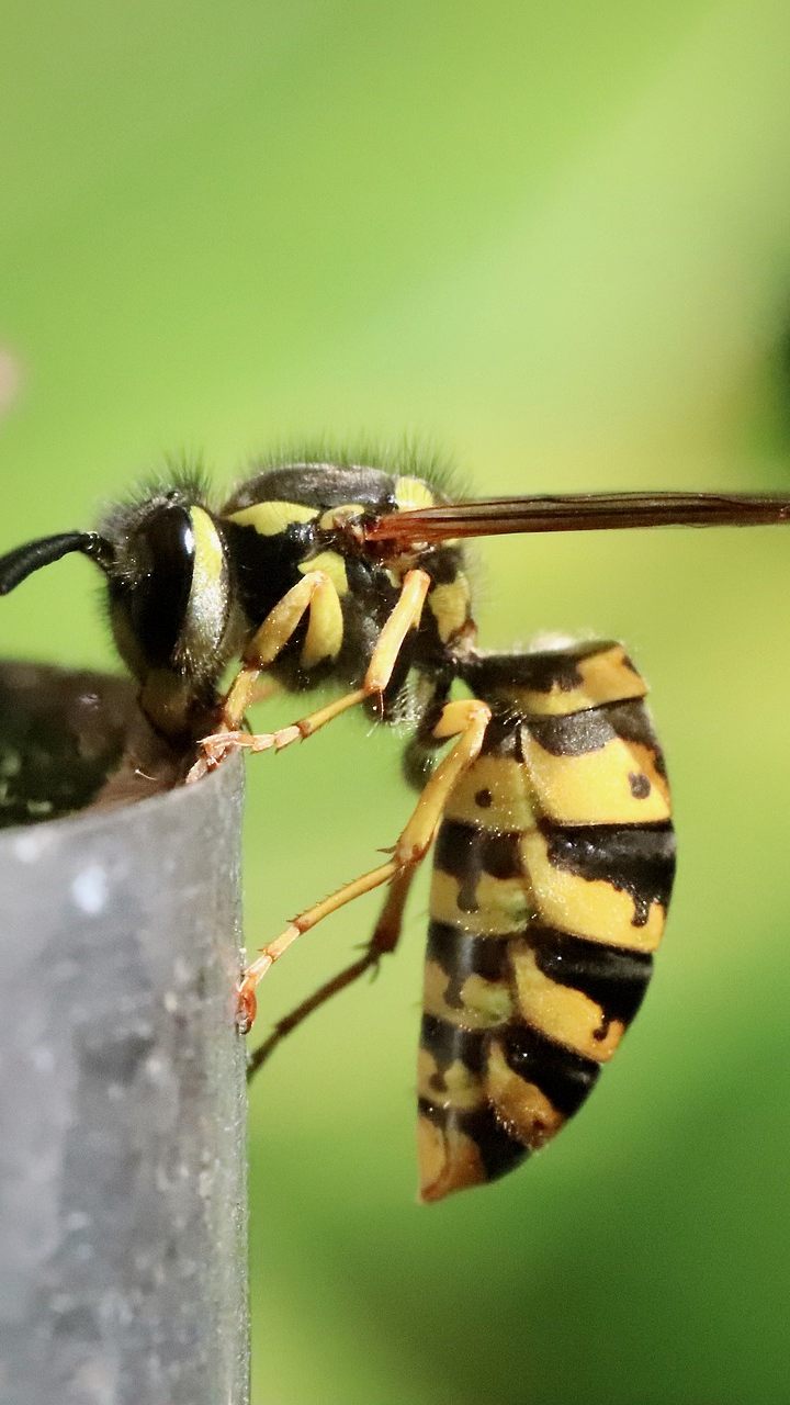 Wespen am Esstisch sind besonders lästig.