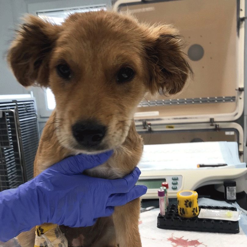 Der kleine Welpe war schwer krank.