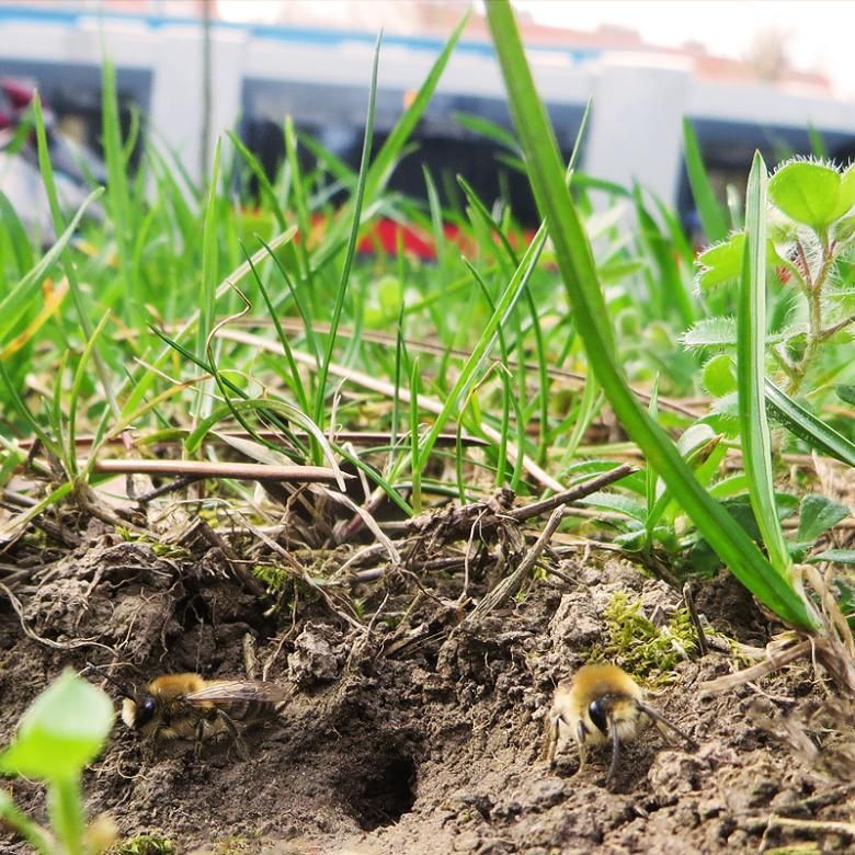 Auch Wildbienen fühlen sich in den Grünflächen der Wiener Linien wohl.