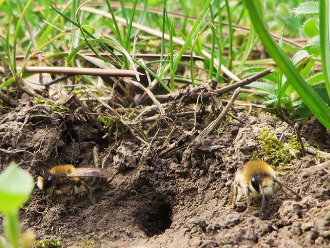 Auch Wildbienen fühlen sich in den Grünflächen der Wiener Linien wohl. Auch Wildbienen fühlen sich in den Grünflächen der Wiener Linien wohl.