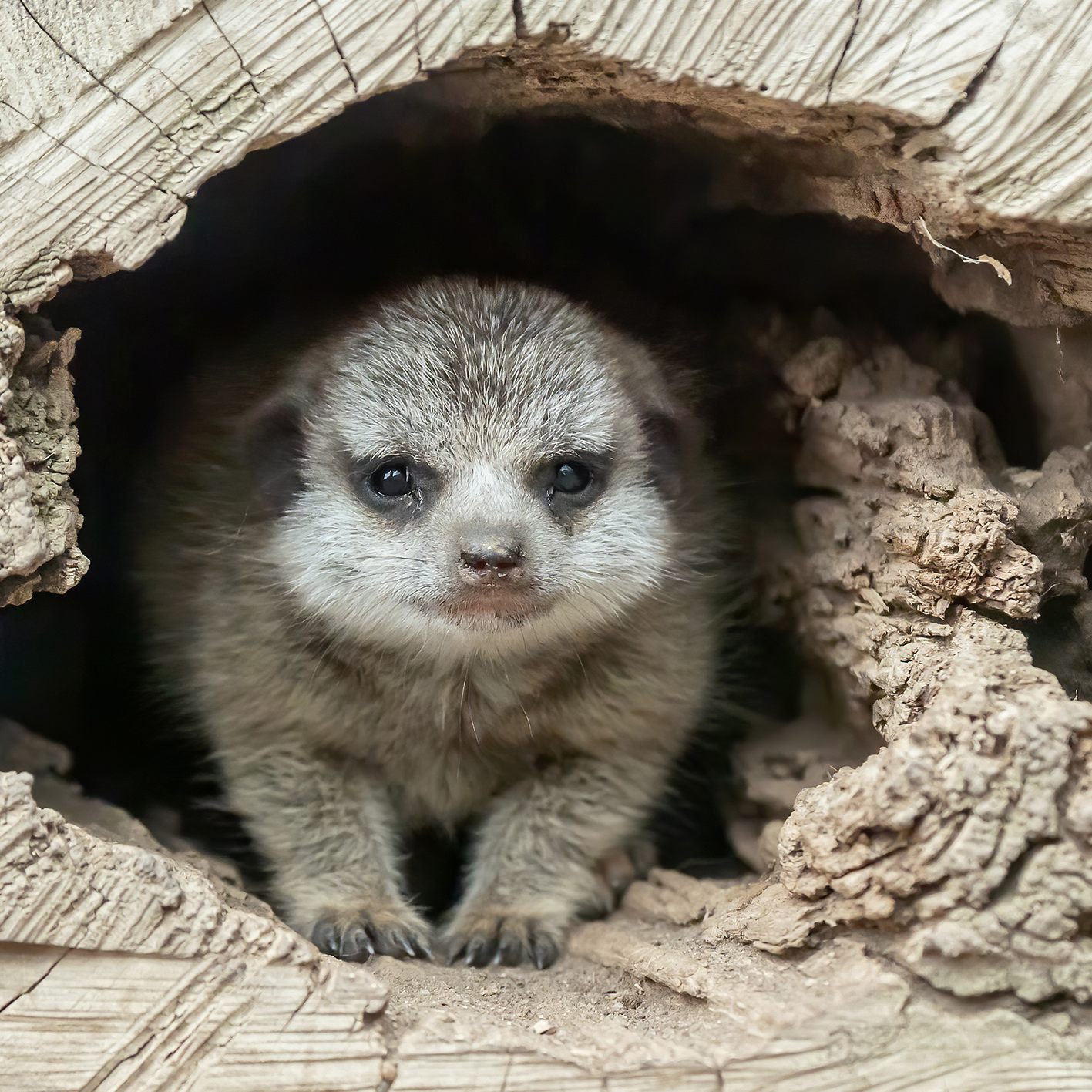 Es war der dritte Wurf von Erdmännchen-Dame Zuzu.