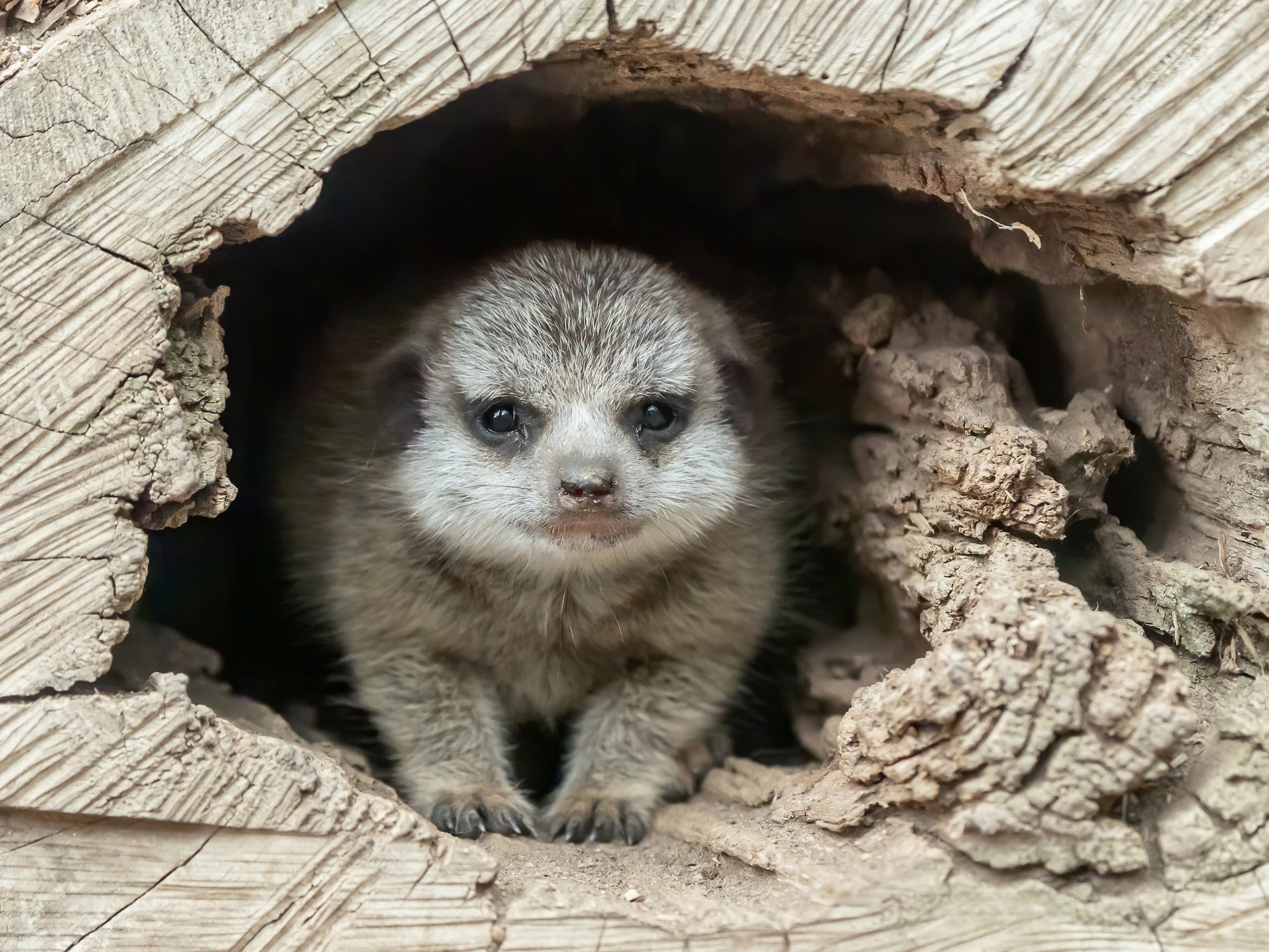 Es war der dritte Wurf von Erdmännchen-Dame Zuzu. Es war der dritte Wurf von Erdmännchen-Dame Zuzu.