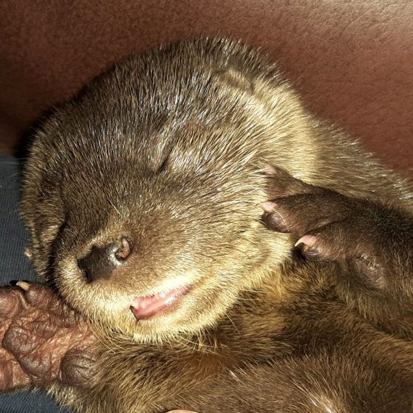 "Bernie" wurde von einer Frau an einem Bach gerettet.