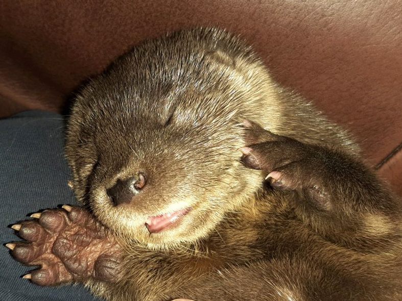 "Bernie" wurde von einer Frau an einem Bach gerettet. "Bernie" wurde von einer Frau an einem Bach gerettet.